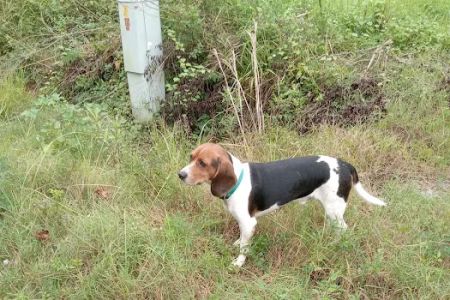 County Line Veterinary Services
