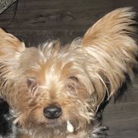 Decatur Animal Care PC ico