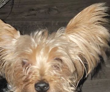 Decatur Animal Care PC