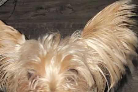 Decatur Animal Care PC