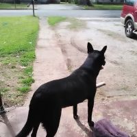 Beltline Animal Clinic ico