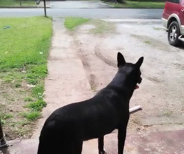 Beltline Animal Clinic