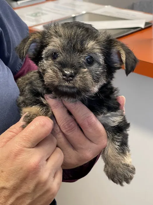 Osborne Animal Clinic 2
