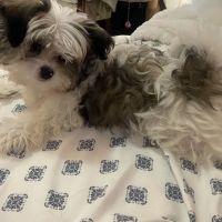 Vetco Total Care Animal Hospital ico