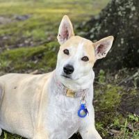 Veterinary Regional Referral Hospital ico