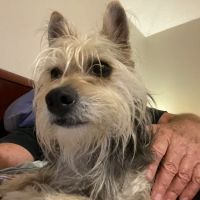 Animal Tracks Veterinary Hospital ico