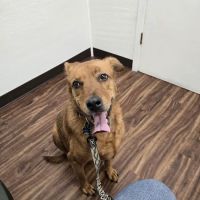 Henderson County Animal Clinic ico