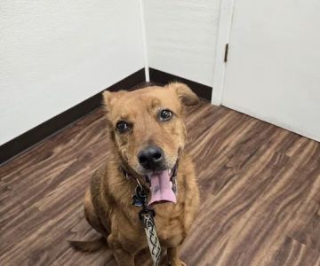 Henderson County Animal Clinic