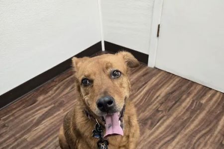 Henderson County Animal Clinic