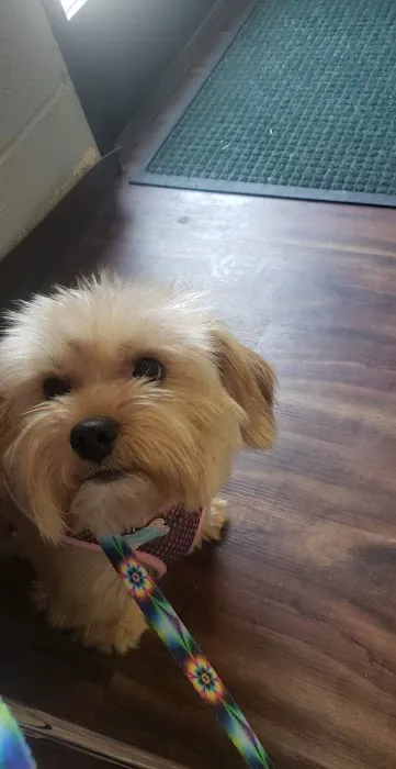 Henderson County Animal Clinic 6