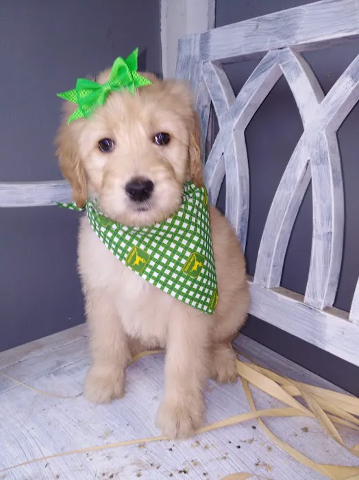 Henderson County Animal Clinic 9