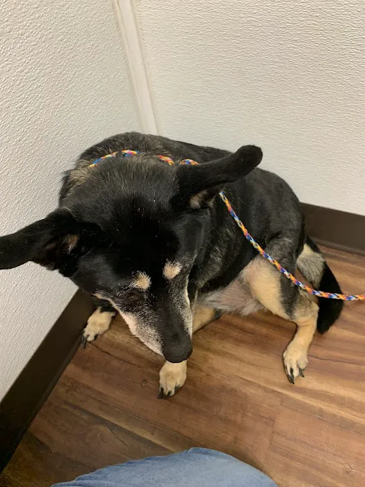 Henderson County Animal Clinic 3