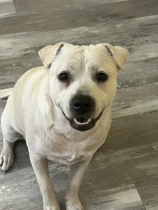 Henderson County Animal Clinic 10