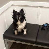 Beech Lake Animal Hospital ico