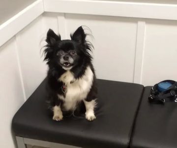 Beech Lake Animal Hospital
