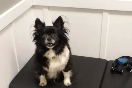 Beech Lake Animal Hospital