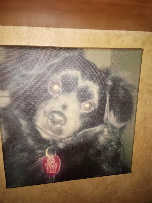 Lexington Animal Hospital: Dr. Davis R C DVM 6