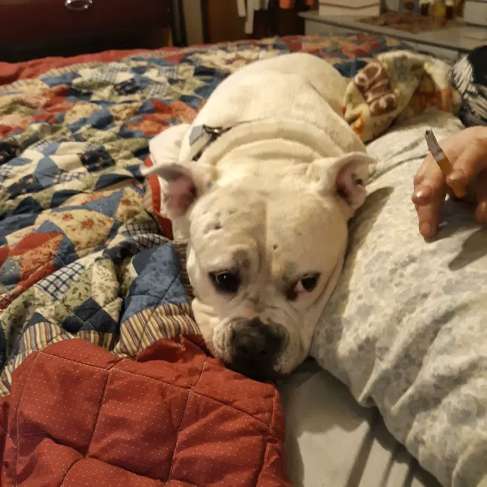 Lexington Animal Hospital: Dr. Davis R C DVM 5