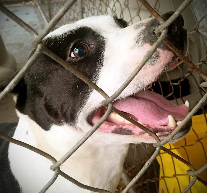 Lexington Animal Clinic 8