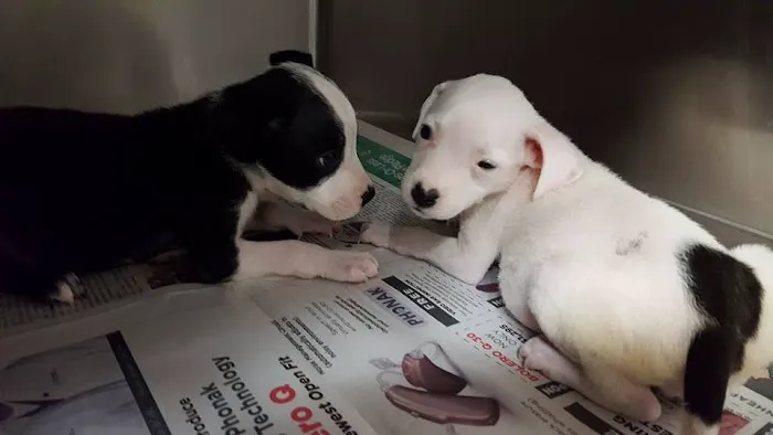 Lexington Animal Clinic 5