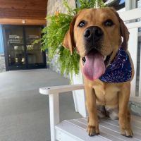 Southcentral Veterinary Services ico