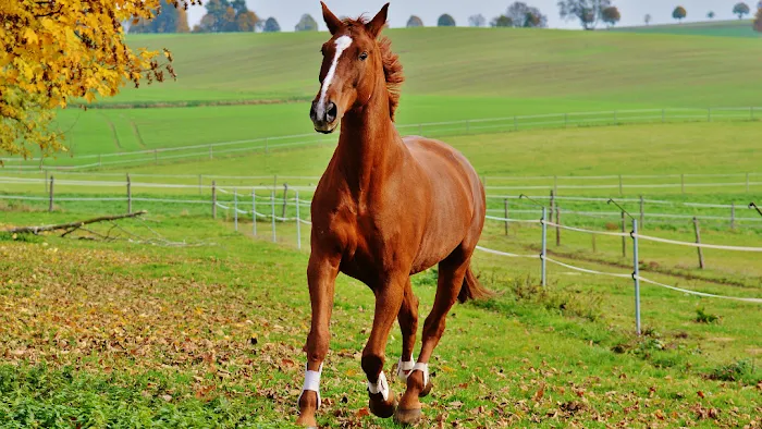 Southern Equine Veterinary Services 12