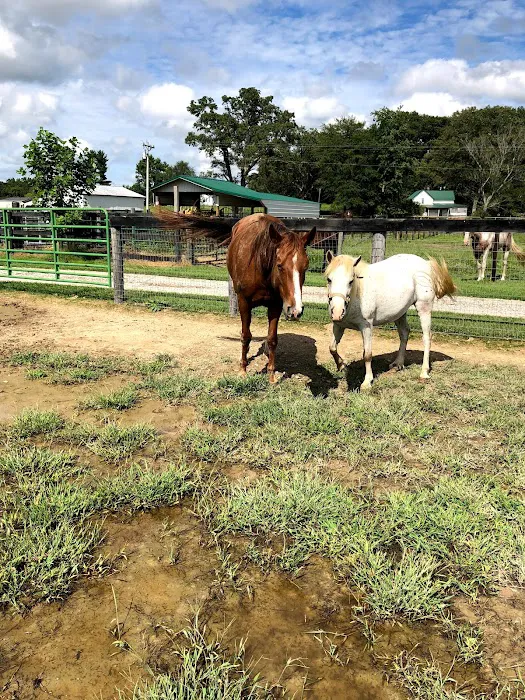 Southern Equine Veterinary Services 12