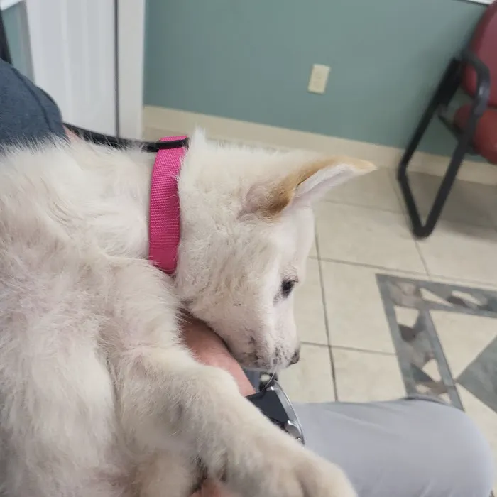 Animal Clinic The 12