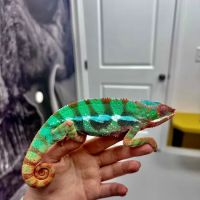 WildThings Animal Hospital ico