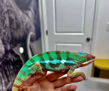 WildThings Animal Hospital