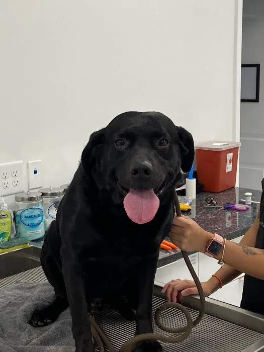 WildThings Animal Hospital 2