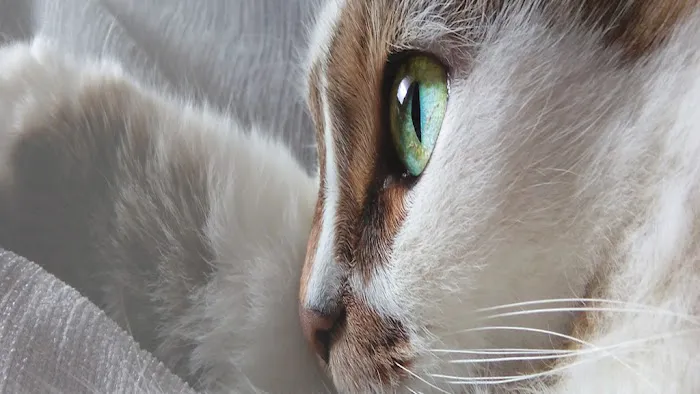 Pleasant View Animal Hospital 10