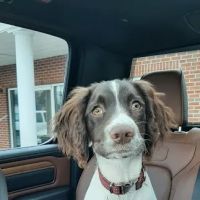 Pleasant View Animal Hospital ico