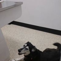 Cheatham County Animal Clinic ico