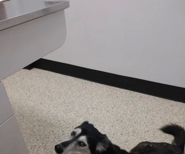 Cheatham County Animal Clinic