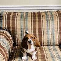 Lake Cumberland Animal Hospital ico