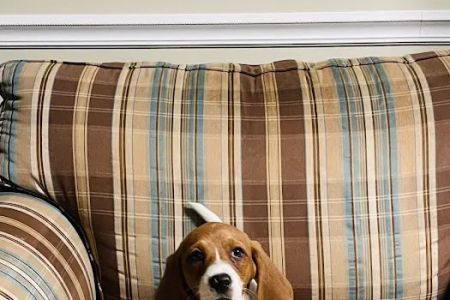 Lake Cumberland Animal Hospital