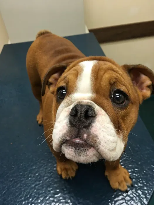 Lake Cumberland Animal Hospital 12