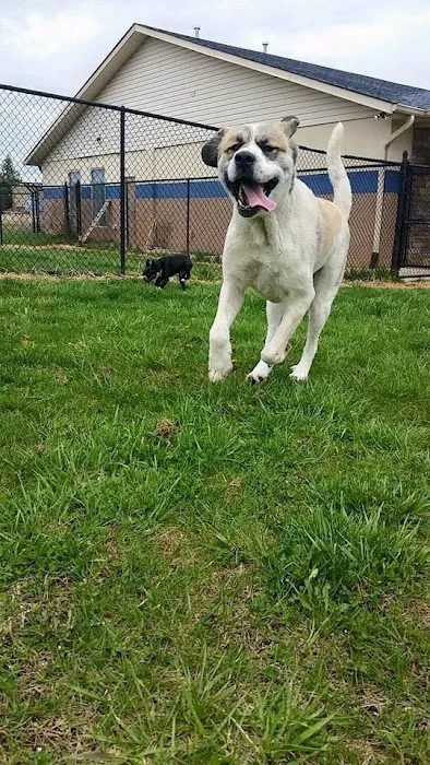 Lake Cumberland Animal Hospital 12