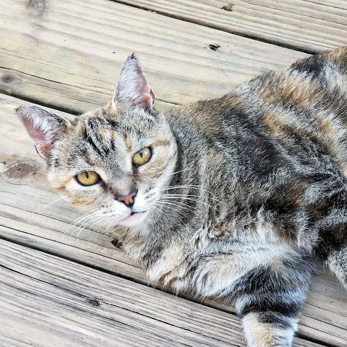 Somerset Animal Hospital 12