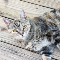 Somerset Animal Hospital ico