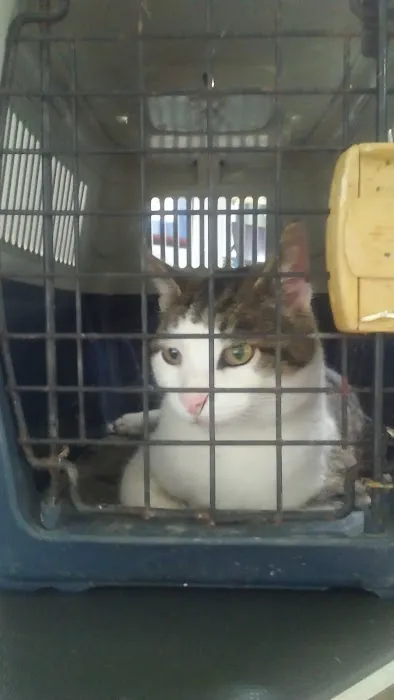 Somerset Animal Hospital 12