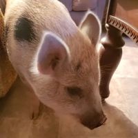 Red Barn Veterinary Service ico