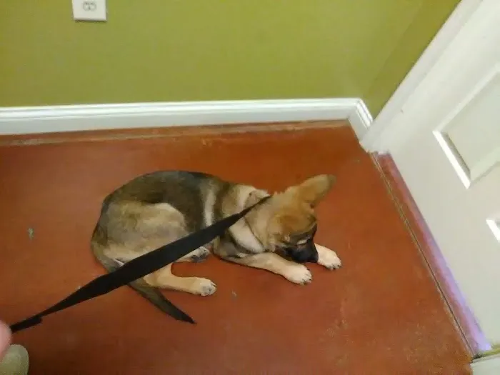 Coffey's Vet Center 12