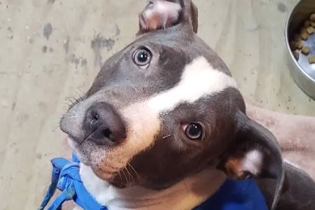 Coffey's Vet Center