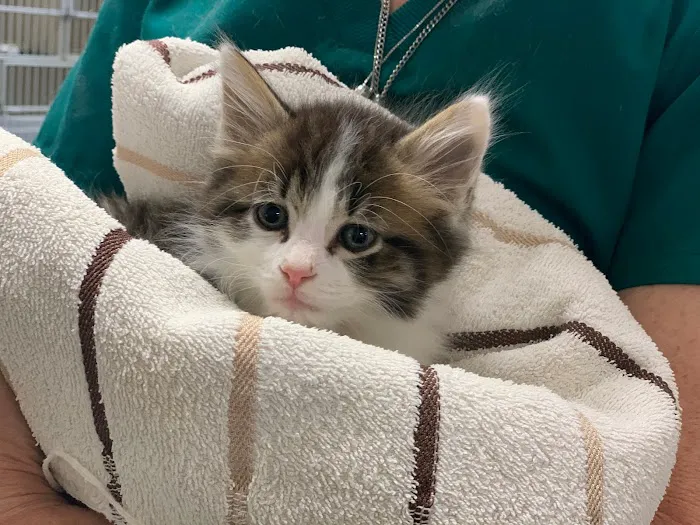 Adair County Animal Hospital 12