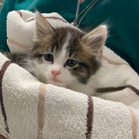 Adair County Animal Hospital ico