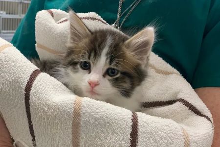 Adair County Animal Hospital