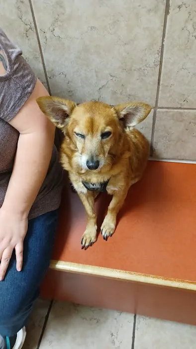 Westgate Pet & Bird Hospital - Dr. Paul Brandt 1