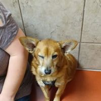 Westgate Pet & Bird Hospital - Dr. Paul Brandt ico